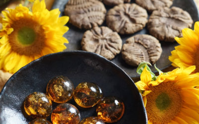 Amber Candy and Fossil Cookies: The Evolutionary Dance of Entomophagy