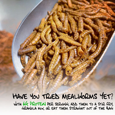 Eat a Mealworm - Edible Insects